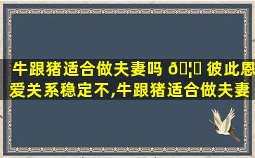 牛跟猪适合做夫妻吗 🦟 彼此恩爱关系稳定不,牛跟猪适合做夫妻吗彼此恩爱关系 🌹 稳定不稳定